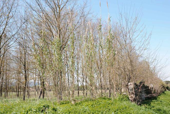 Vista delle Cascine di Tavola oggi